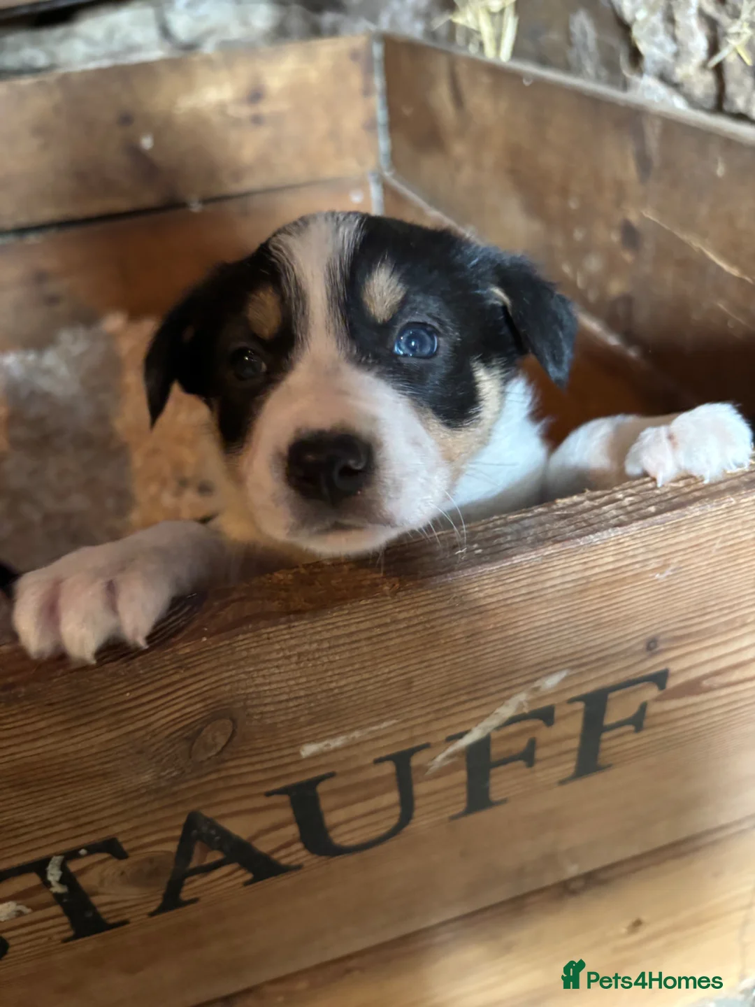 Border Collie dogs for sale: Tri border collie pups  - Advert 12