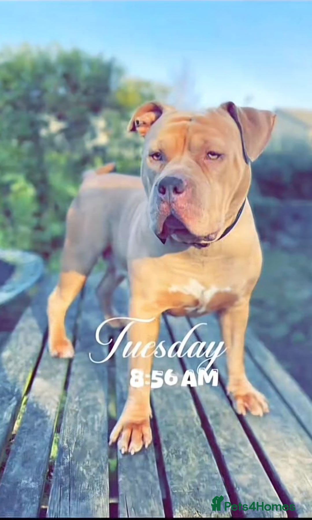 Staffordshire Bull Terrier dogs for sale: Girl Puppy 8 Weeks Old - Advert 2