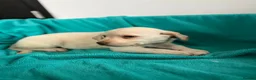 Labrador Retriever dogs for sale: Gorgeous Labrador puppies  in Ingatestone - Advert 4