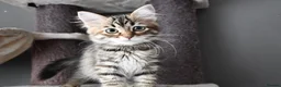 Siberian cats for sale: Siberian Kitens from Tunguska House Cattery - Advert 4