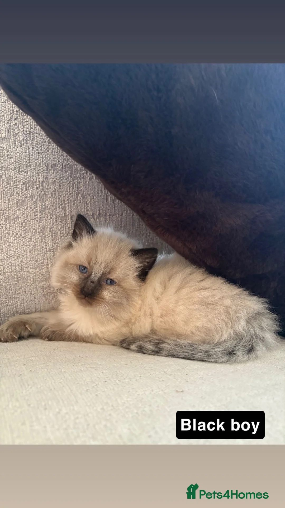 Ragdoll cats for sale: 5 Ragdoll Kittens 🐾  - Advert 4