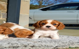 Cavalier King Charles Spaniel dogs for sale: ⭐️ Cavalier King Charles Puppies ⭐️ - Advert 3