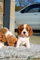 Cavalier King Charles Spaniel dogs ⭐️ Cavalier King Charles Puppies ⭐️ - Advert 12