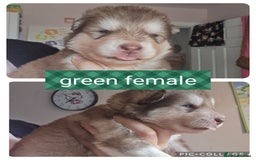 Alaskan Malamute dogs for sale: Alaskan malamute puppies for sale - Image 4