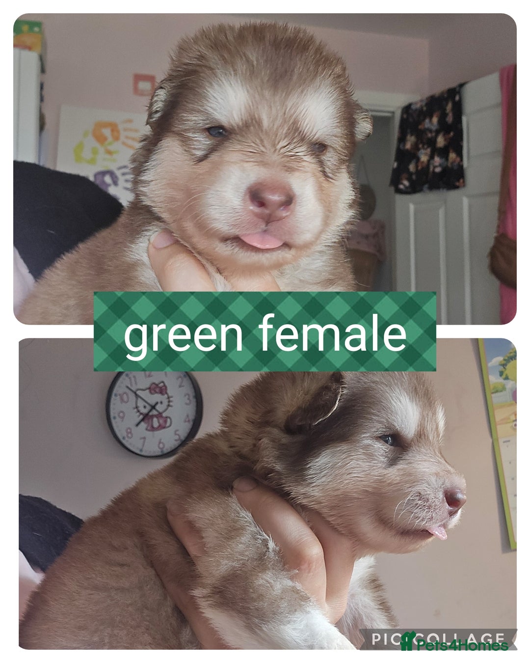 Alaskan Malamute dogs for sale: Alaskan malamute puppies for sale - Image 4