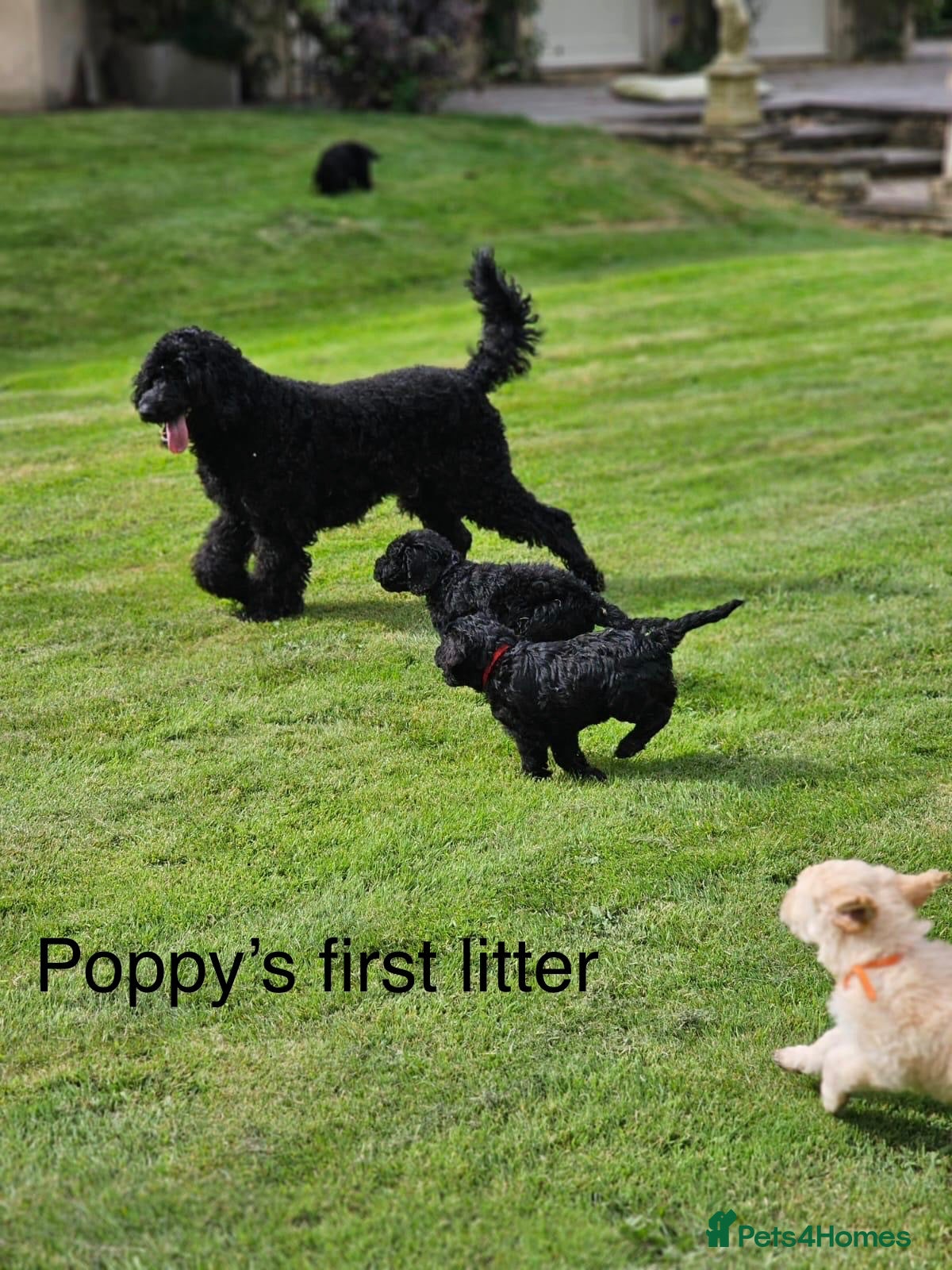 Double Doodle dogs Stunning Labradoodle X Goldendoodle litter of 10  - Advert 2