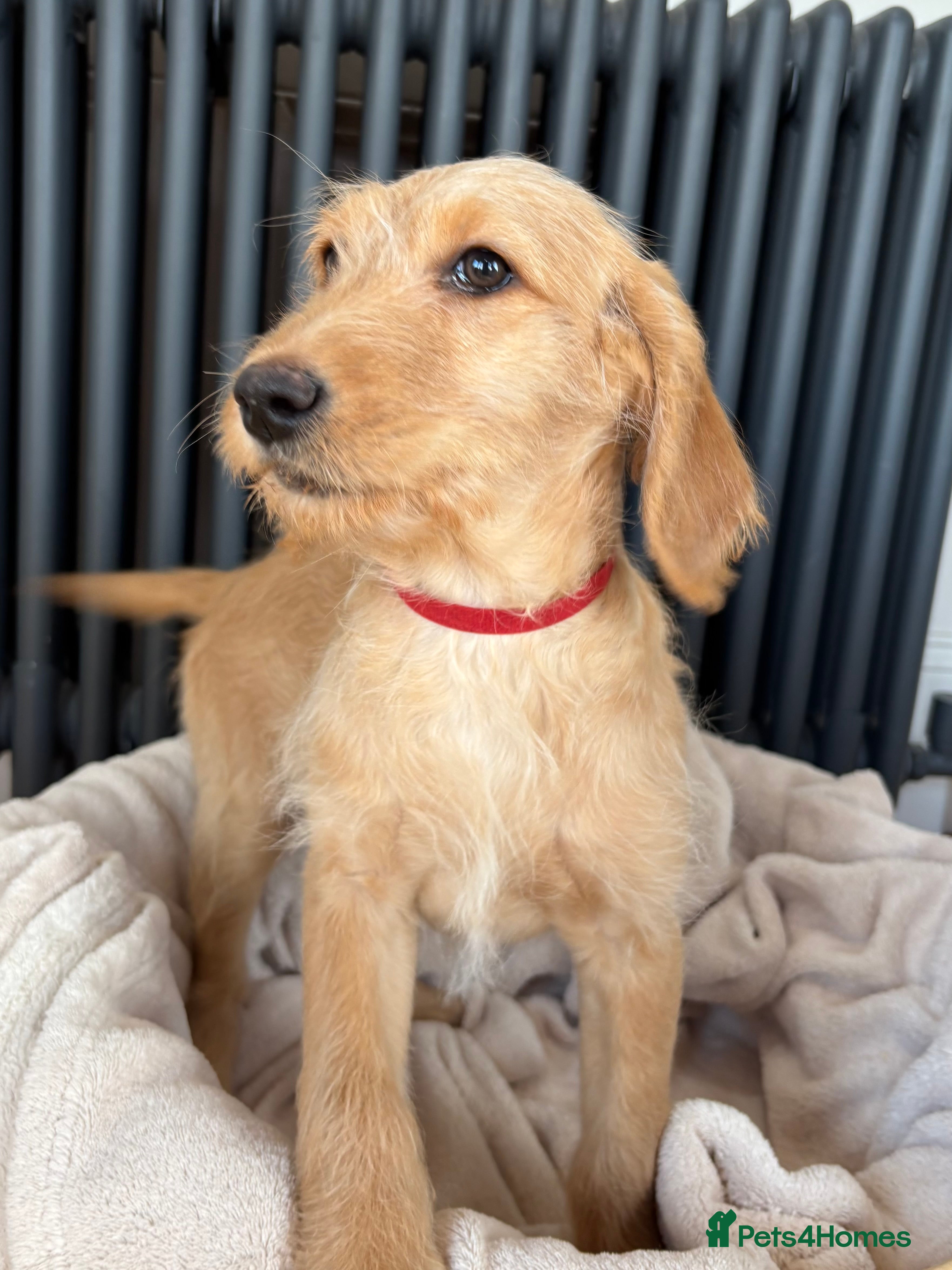 Labradoodle dogs ⭐️⭐️ Stunning Labradoodles Outstanding Parents⭐️⭐️ - Advert 1