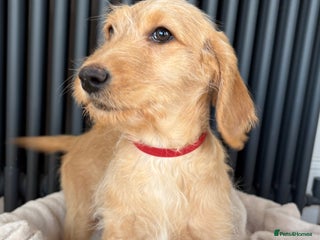 Labradoodle dogs - Advert 28