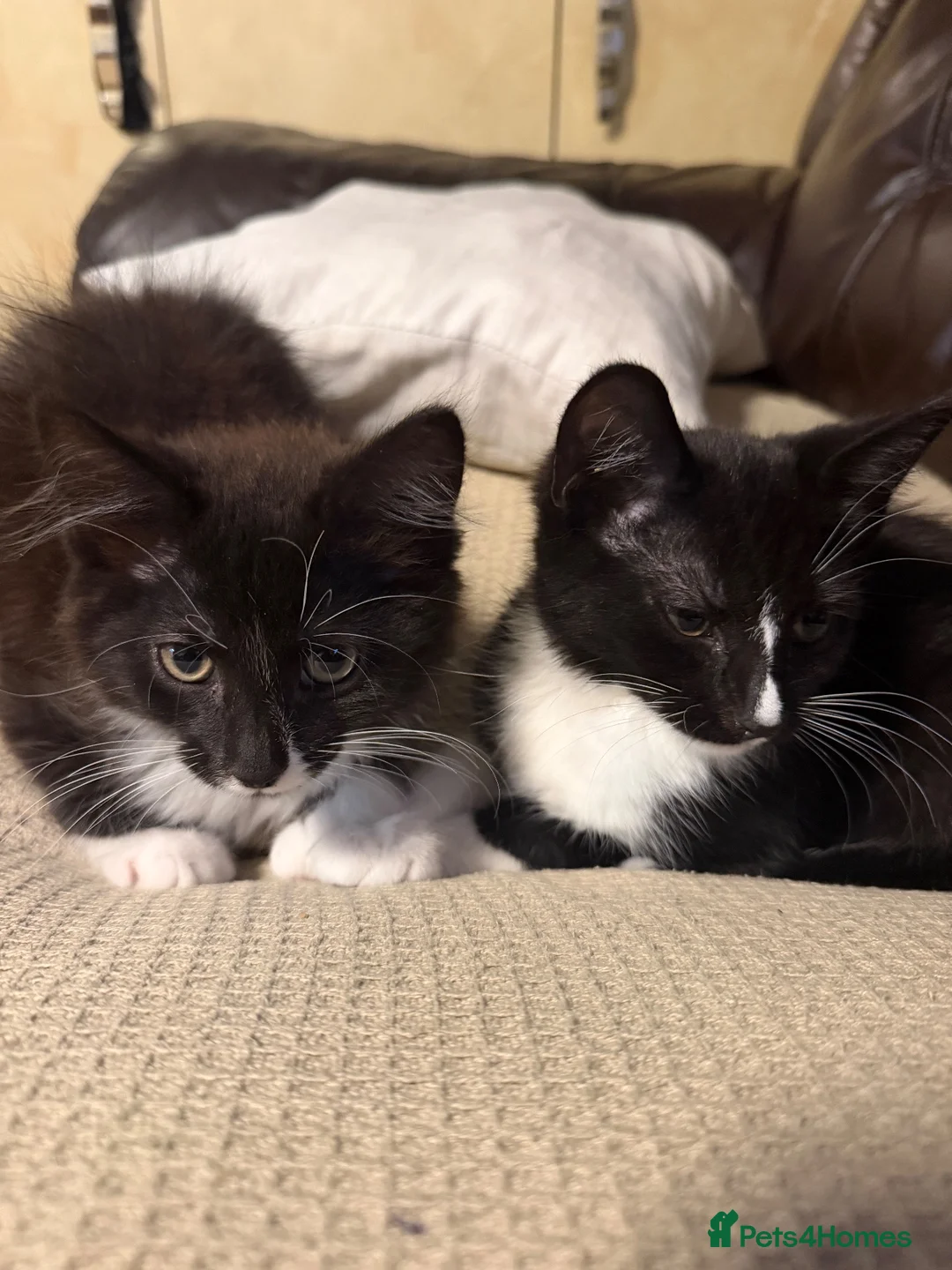 Mixed Breed cats for sale: British shothair/ Maine coone kittens - Advert 1