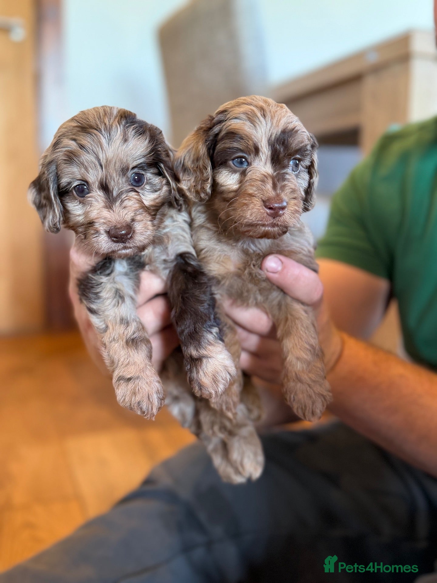 Cockapoo dogs Stunning Merle Cockerpoo’s - Advert 1