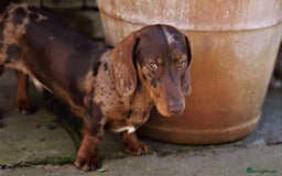 Miniature Dachshund dogs for stud: Carries cream+Blue+**** ultrasound+Ov in Heathfield - Image 9