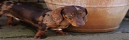 Miniature Dachshund dogs for stud: PRAClear+KCREG+CarriesCream+Ultrasound+Ovulat test in Heathfield - Advert 9