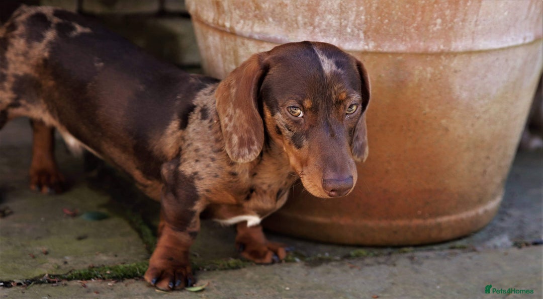 Miniature Dachshund dogs for stud: Carries cream+Blue+**** ultrasound+Ov in Heathfield - Image 9