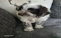 Cockapoo dogs for sale: Stunning f1 cockapoo puppys  - Image 13