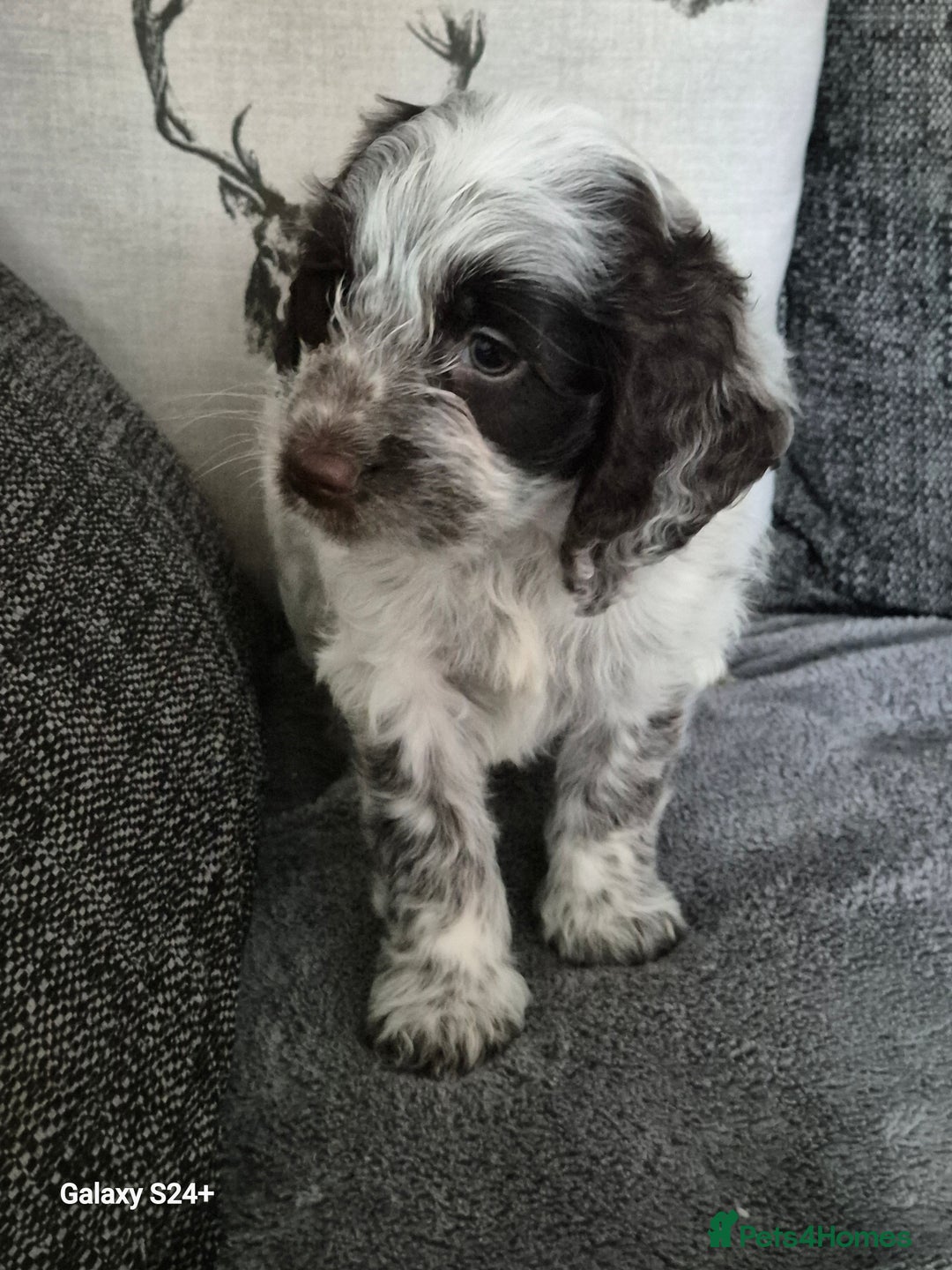 Cockapoo dogs for sale: Stunning f1 cockapoo puppys  - Image 13