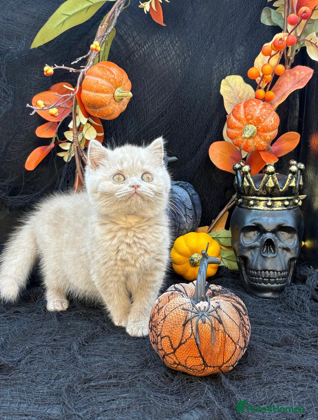 British Shorthair cats for sale: British shorthair kittens  - Image 17