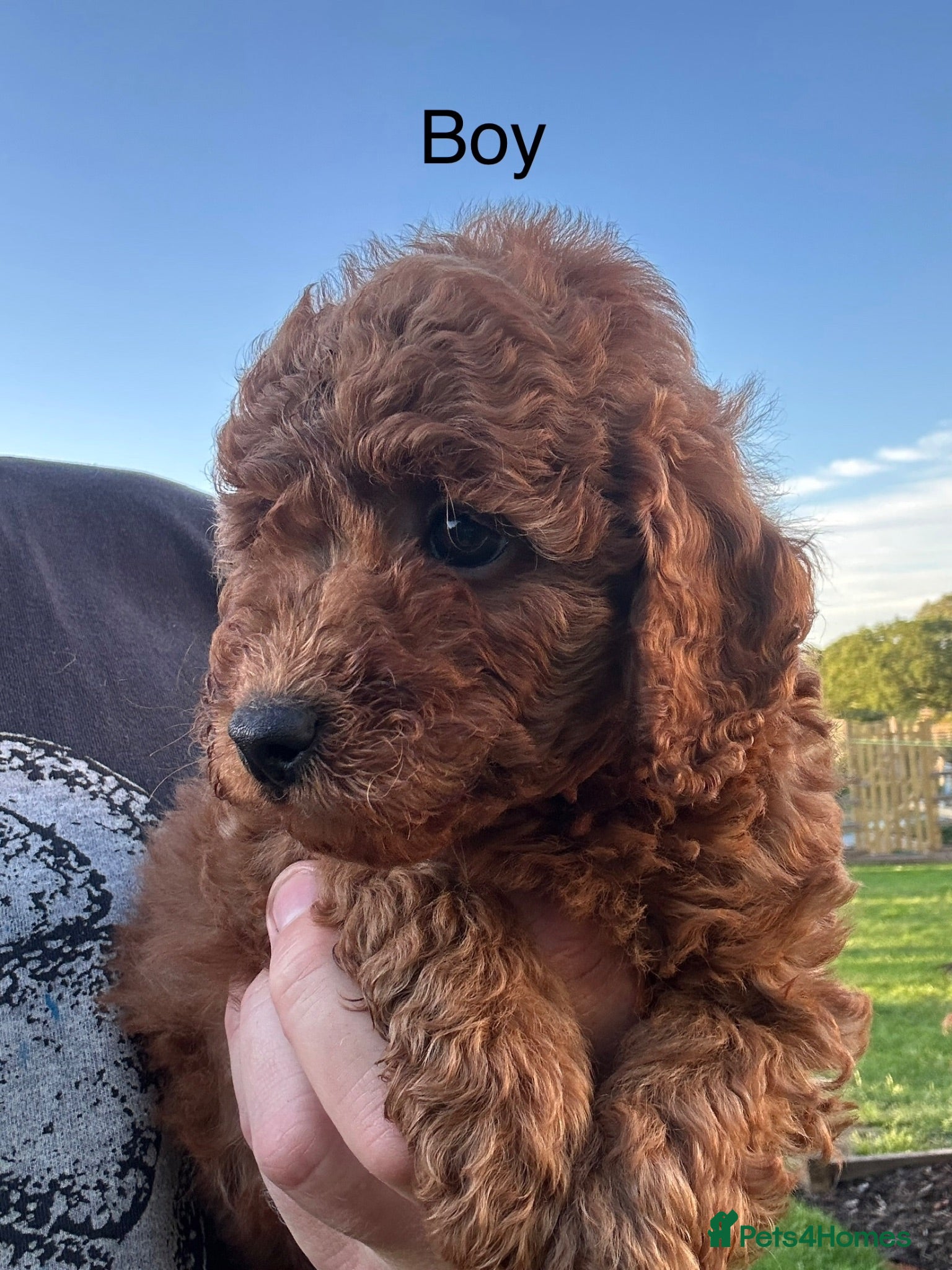 Miniature Poodle dogs Stunning Miniature Poodle Puppies - Health Tested - Advert 2