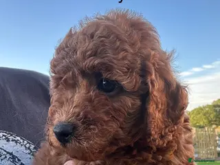 Miniature Poodle dogs Stunning Miniature Poodle Puppies - Health Tested - Advert 2