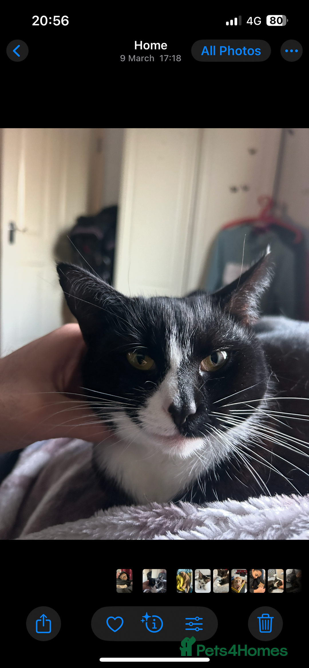 Mixed Breed cats for sale: 12wk Male Kitten – Bengal x British Shorthair - Advert 5