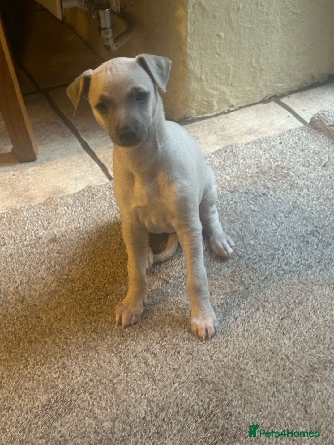 Whippet dogs for sale: Beautiful whippet dog puppies - Image 7