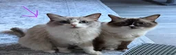 Ragdoll cats for sale: Beautiful kittens ready now  - Advert 5