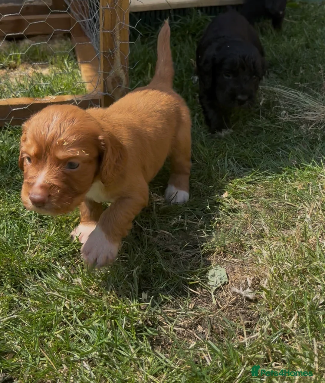 Cocker Spaniel dogs for sale: Working cocker spaniel puppies  - Advert 6