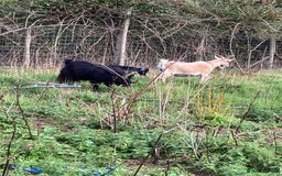 Goats livestock for sale: Gorgeous pigmy goats for sale - Image 5