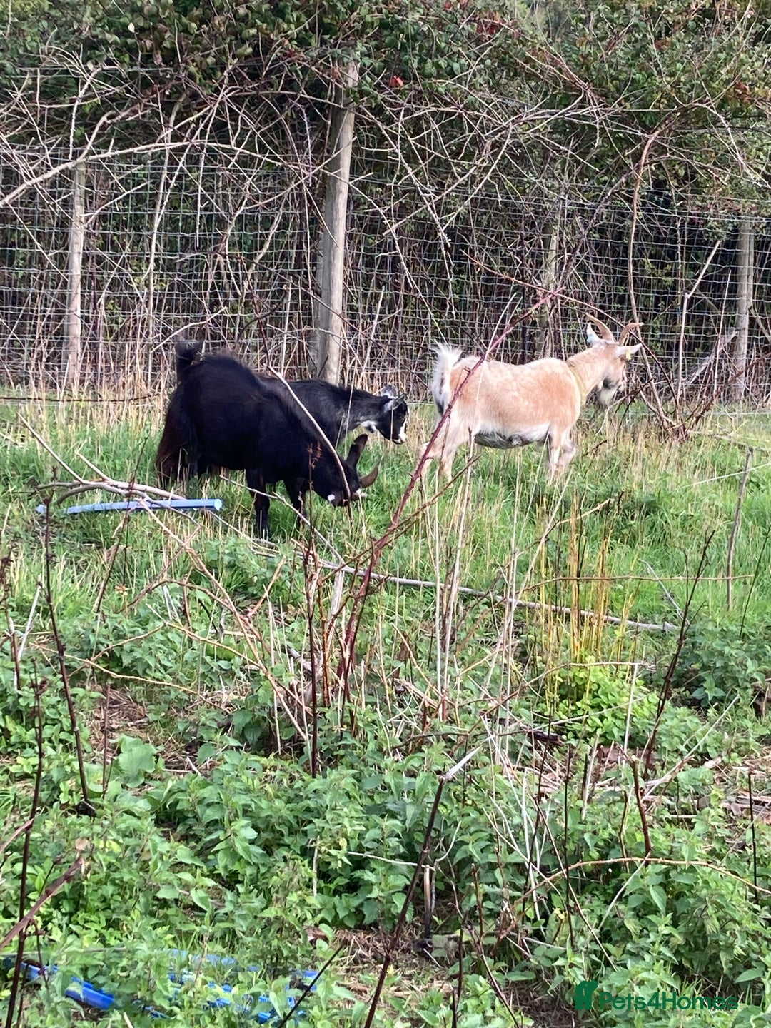 Goats livestock for sale: Gorgeous pigmy goats for sale - Image 5