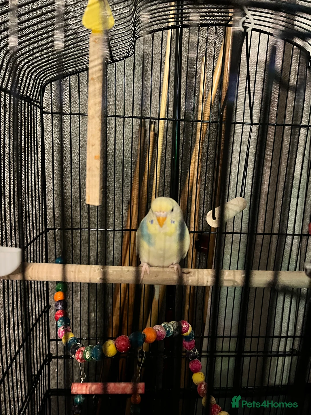 Budgerigars birds for sale: 2 male budgies - Advert 1