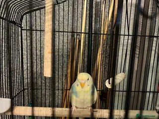 Budgerigars birds 2 male budgies - Advert 2