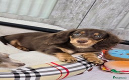 Miniature Dachshund dogs for sale: Miniature Dachshund - Image 3