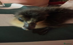 Ducks poultry for sale: Young Cayuga cross drake  - Image 1