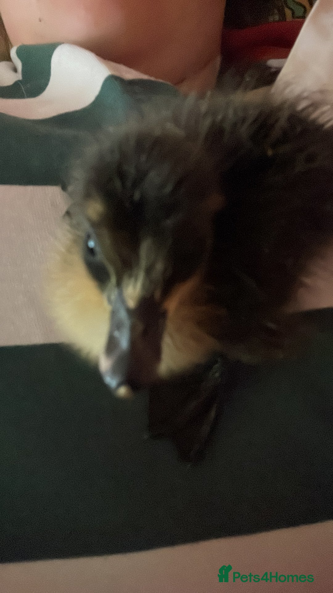 Ducks poultry for sale: Young Cayuga cross drake  - Image 1