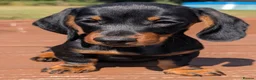 Miniature Dachshund dogs for sale: Quality KC/ PRA clear Miniature Dachshund Puppies  - Advert 5