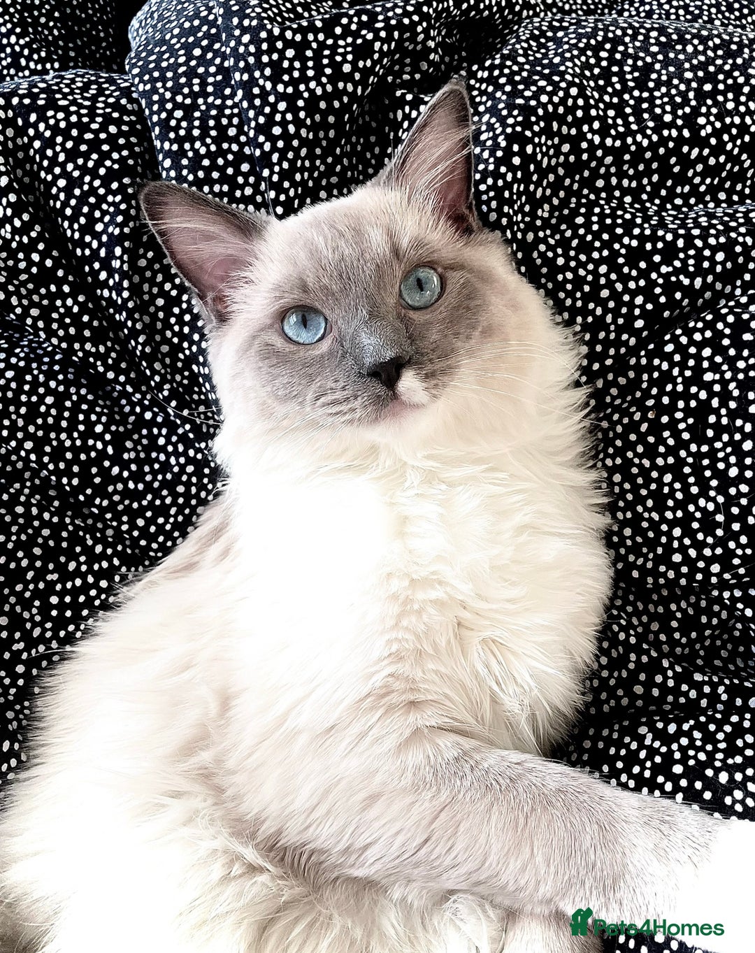 Ragdoll cats for stud: POSEIDON for stud duties - Advert 4
