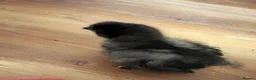 Chickens poultry for sale: Two black 1 week old silkie chicks - Advert 2