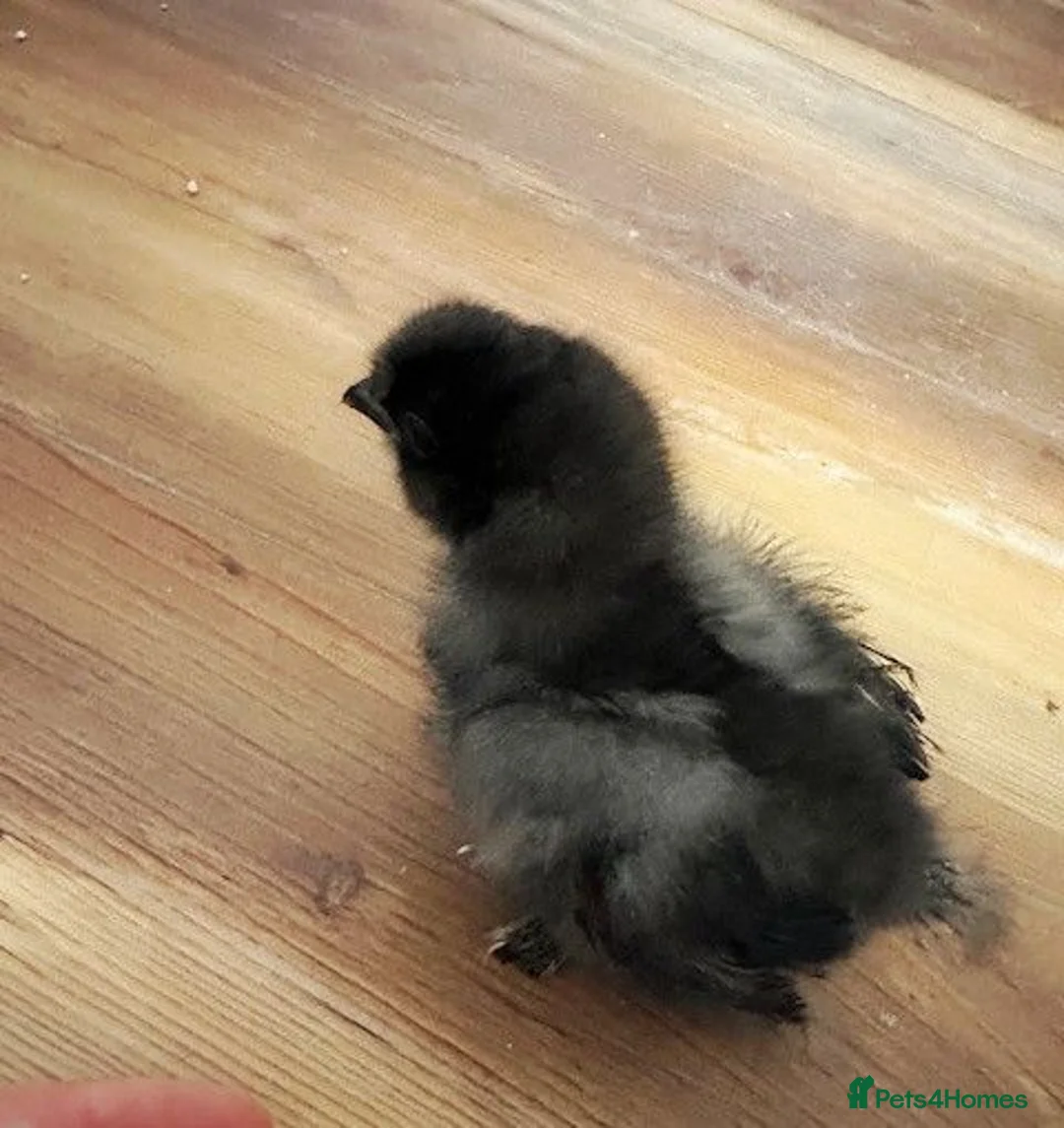 Chickens poultry for sale: Two black 1 week old silkie chicks - Advert 2