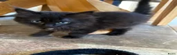 Ragdoll cats for sale: Ragdoll x Russian Blue Kittens - Advert 2