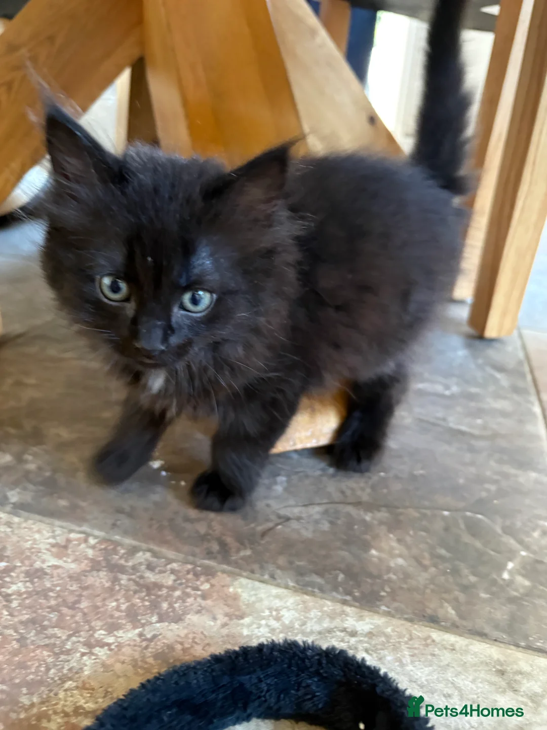 Ragdoll cats for sale: Ragdoll x Russian Blue Kittens - Advert 2