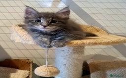 Maine Coon cats for sale: Gorgeous Maine coon boy available  - Image 1