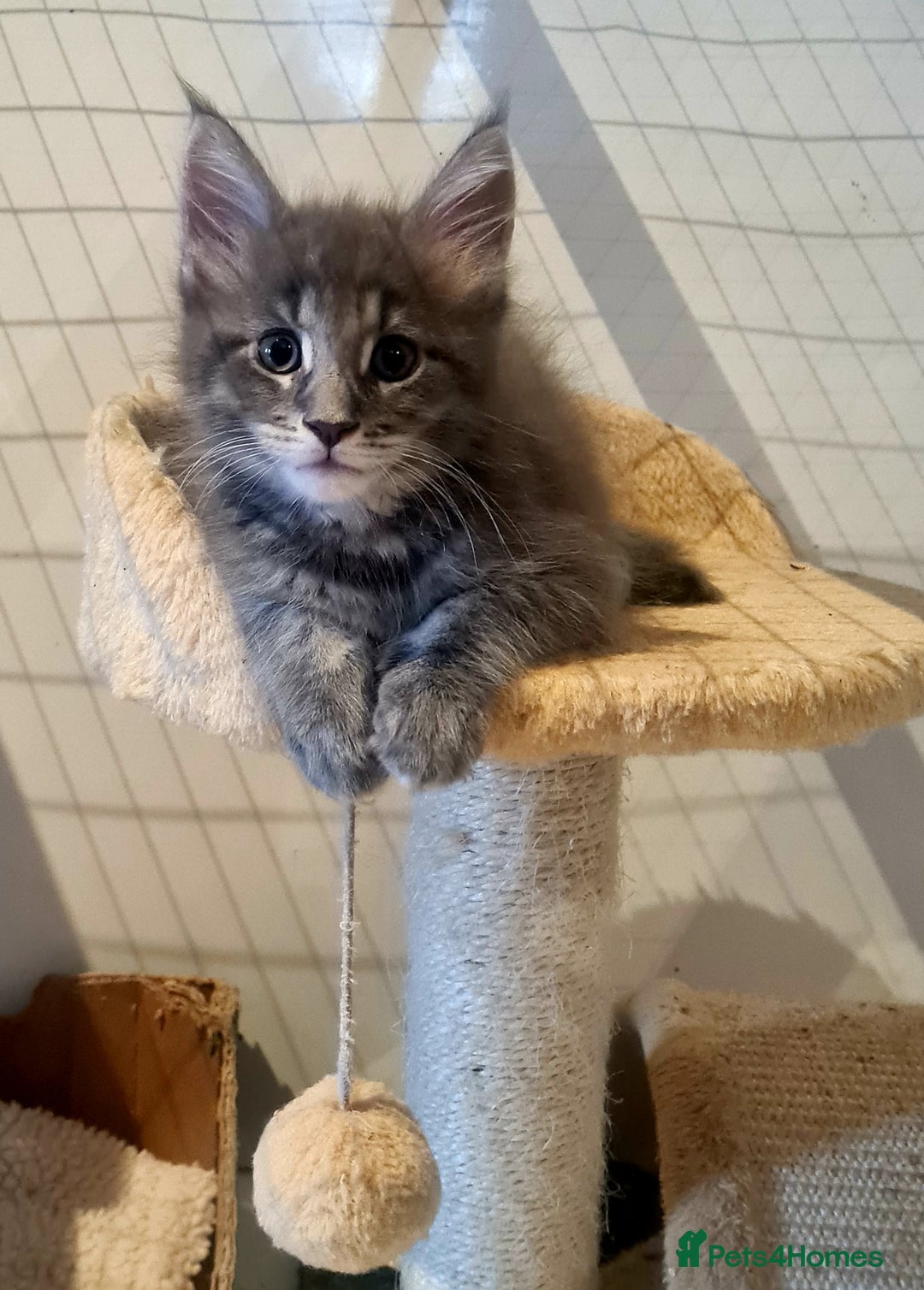 Maine Coon cats for sale: Gorgeous Maine coon boy available  - Image 1