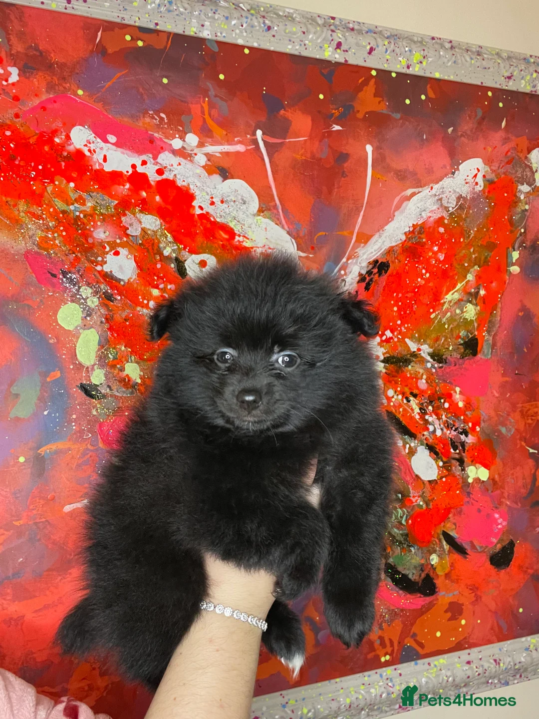Pomeranian dogs for sale: Pomeranian puppies  - Advert 5