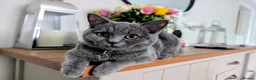British Shorthair cats for sale: Beautiful Blue BSH GCCF registered kittens  - Advert 4