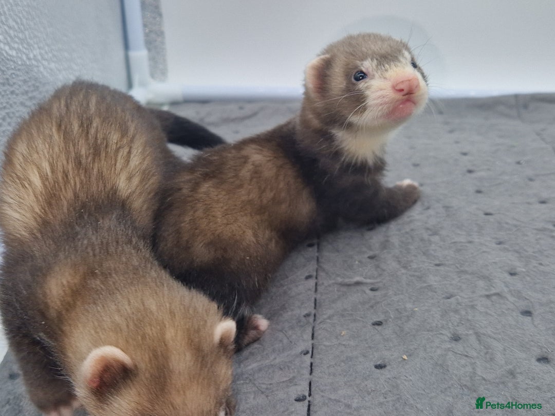 Ferret rodents for sale: Ferrets - Image 3