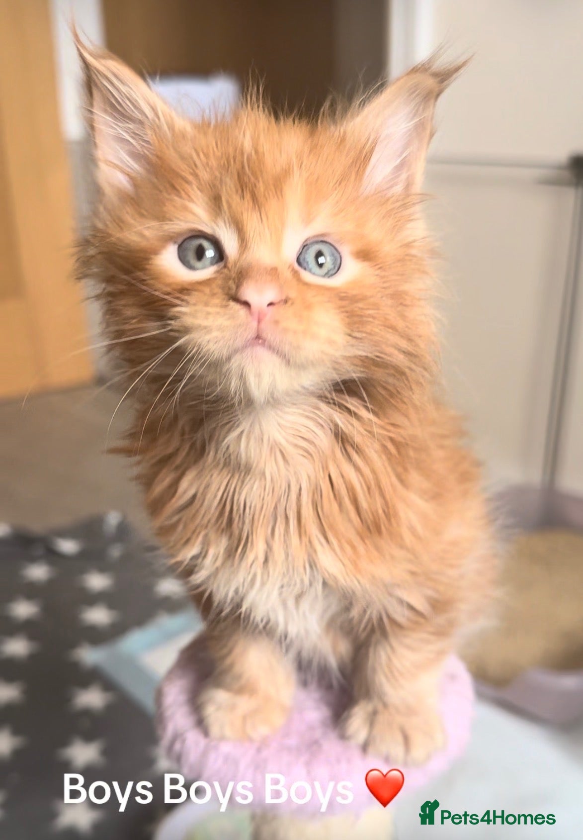 Maine Coon cats Tica registered Maine Coons - Advert 8
