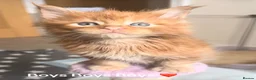 Maine Coon cats for sale: Tica registered Maine Coons - Advert 4