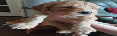 Goldendoodle Puppy 9