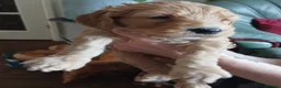Goldendoodle dogs for sale: Goldendoodle puppies - Advert 4