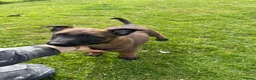 Belgian Shepherd Dog dogs for sale: Belgian Malinois knpv x ring sport fci ikc reg - Advert 5