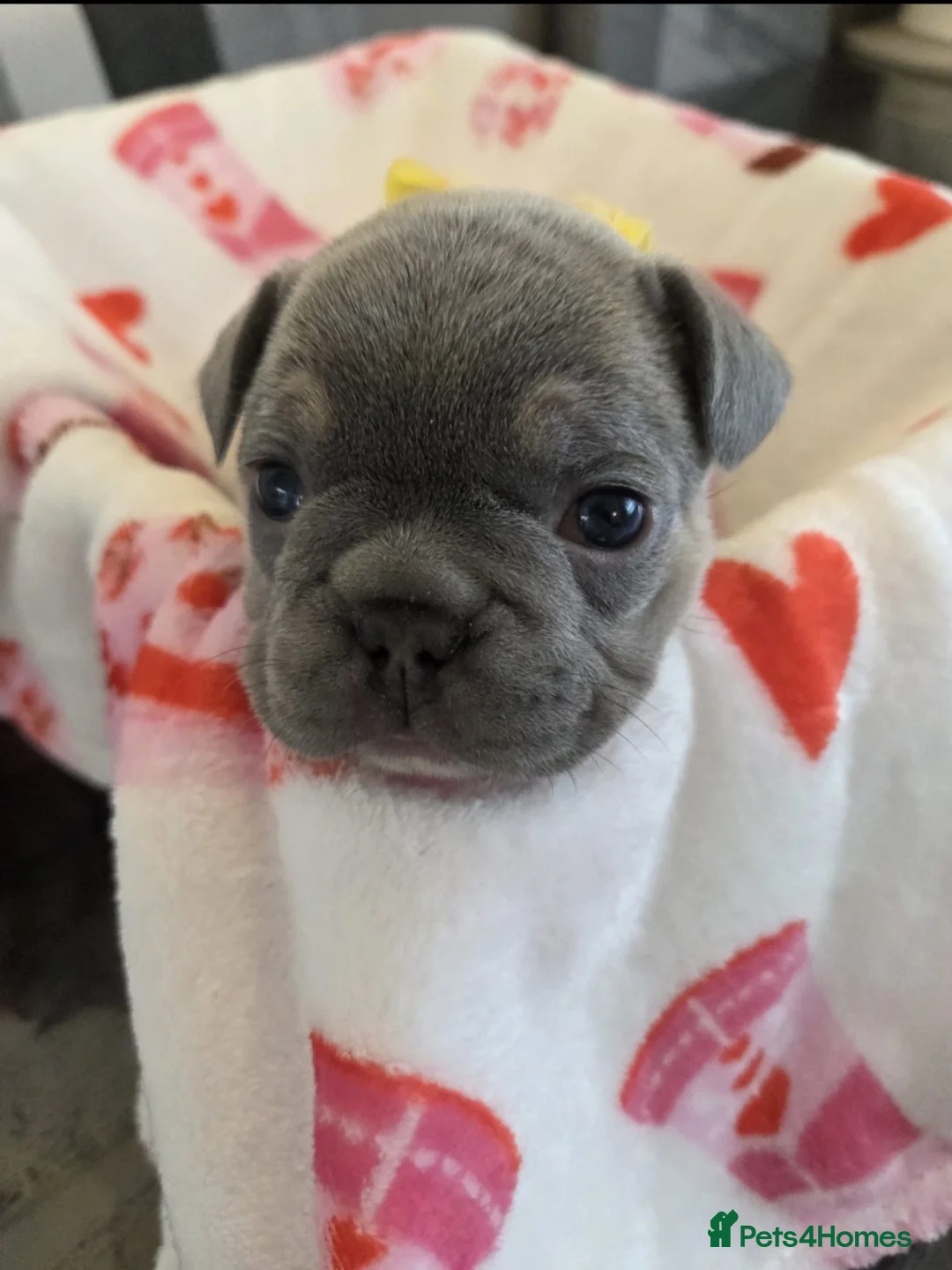 French Bulldog dogs for sale: Beautiful Frenchie puppies - Advert 11